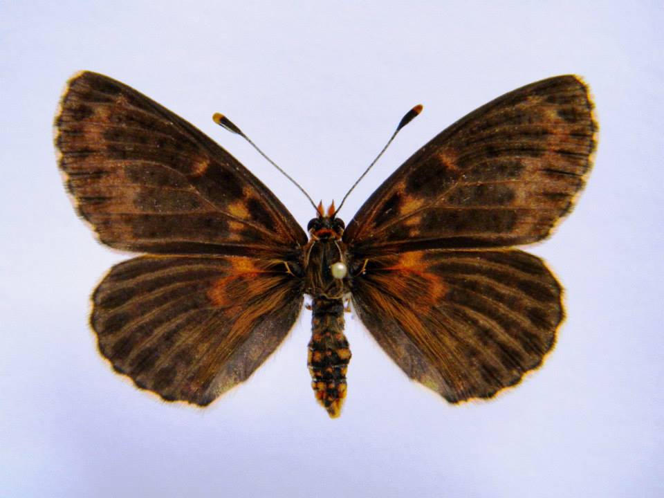 Melitaea didyma (cold shock abberant) 5 (Internet Image property of respective owner, non-commercial use only)